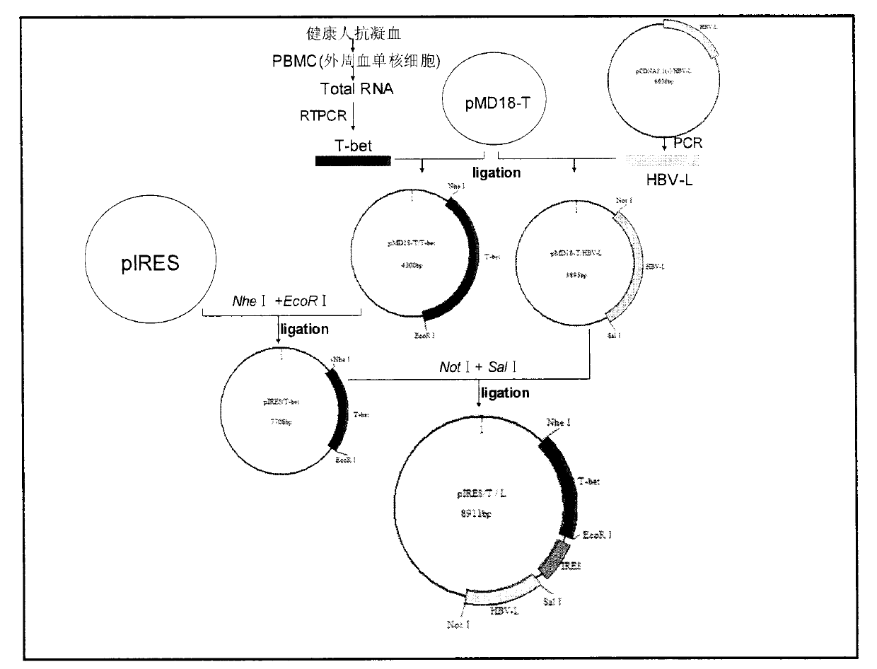 Compound type therapeutic hepatitis B gene vaccine and construction method thereof