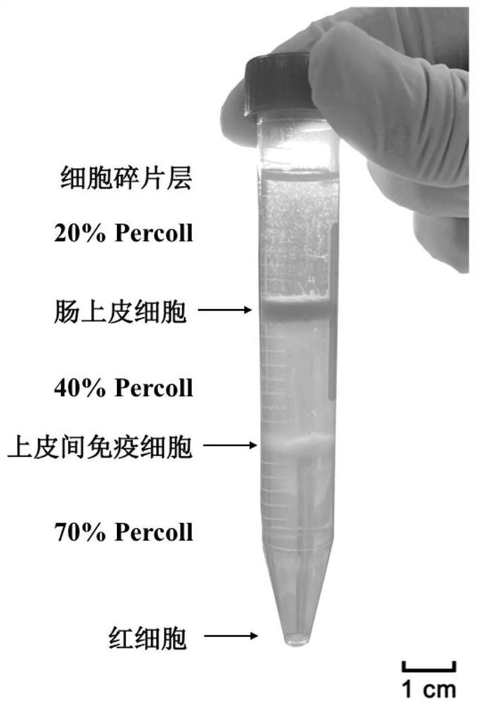 Efficient and high-activity mouse intestinal epithelium and immune cell separation and extraction method