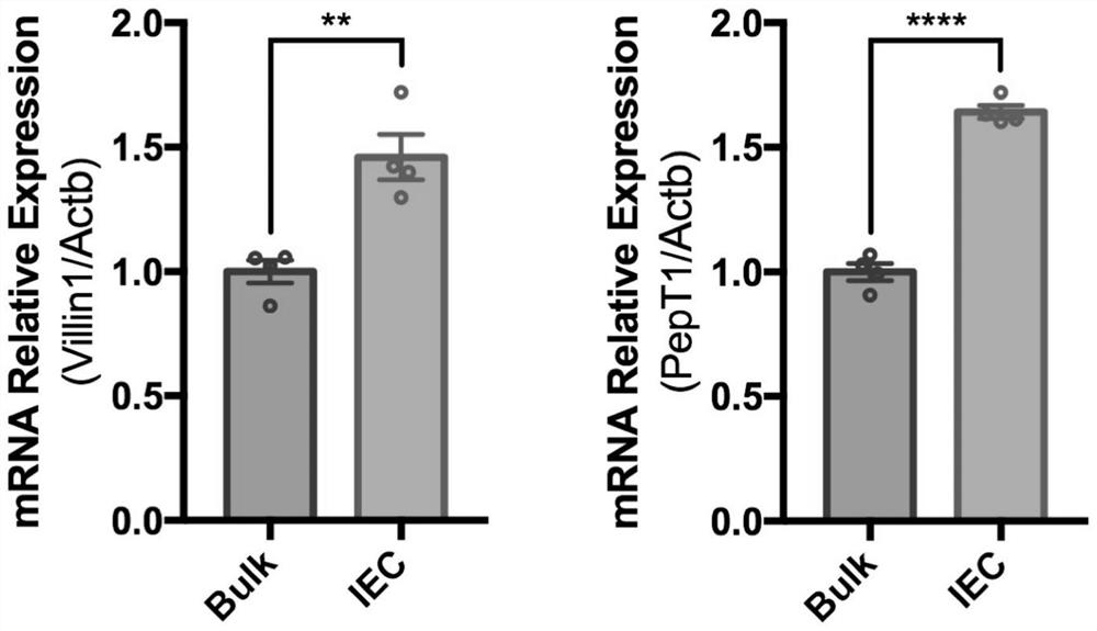 Efficient and high-activity mouse intestinal epithelium and immune cell separation and extraction method