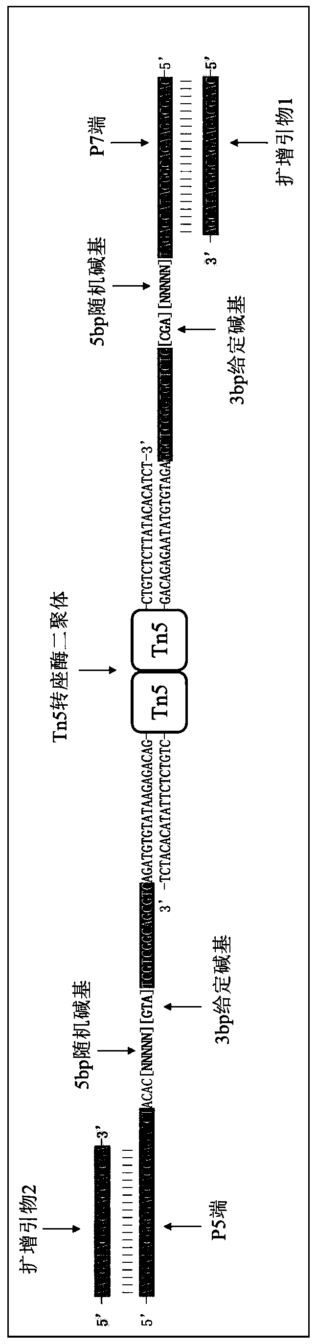 Method for introducing molecular tag in library construction suitable for Illumina next-generation sequencing platform, linker sequence and application thereof