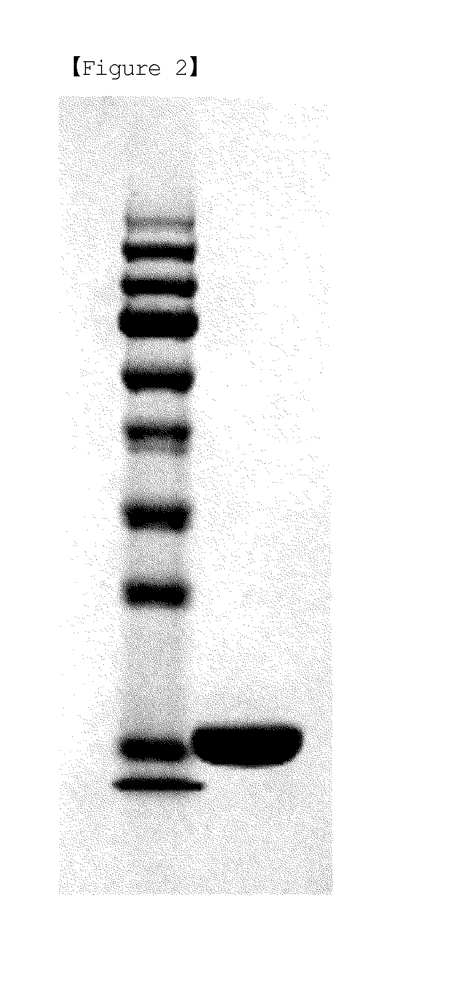 Method for purifying human granulocyte-colony stimulating factor from recombinant e. coli