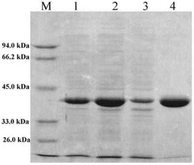 D-lactic acid dehydrogenase of Sporolactobacillus inulinus, coding gene and application thereof
