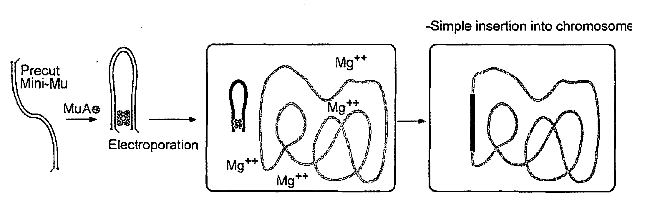 Methods of Disrupting Quorum Sensing to Affect Microbial Population Cell Density