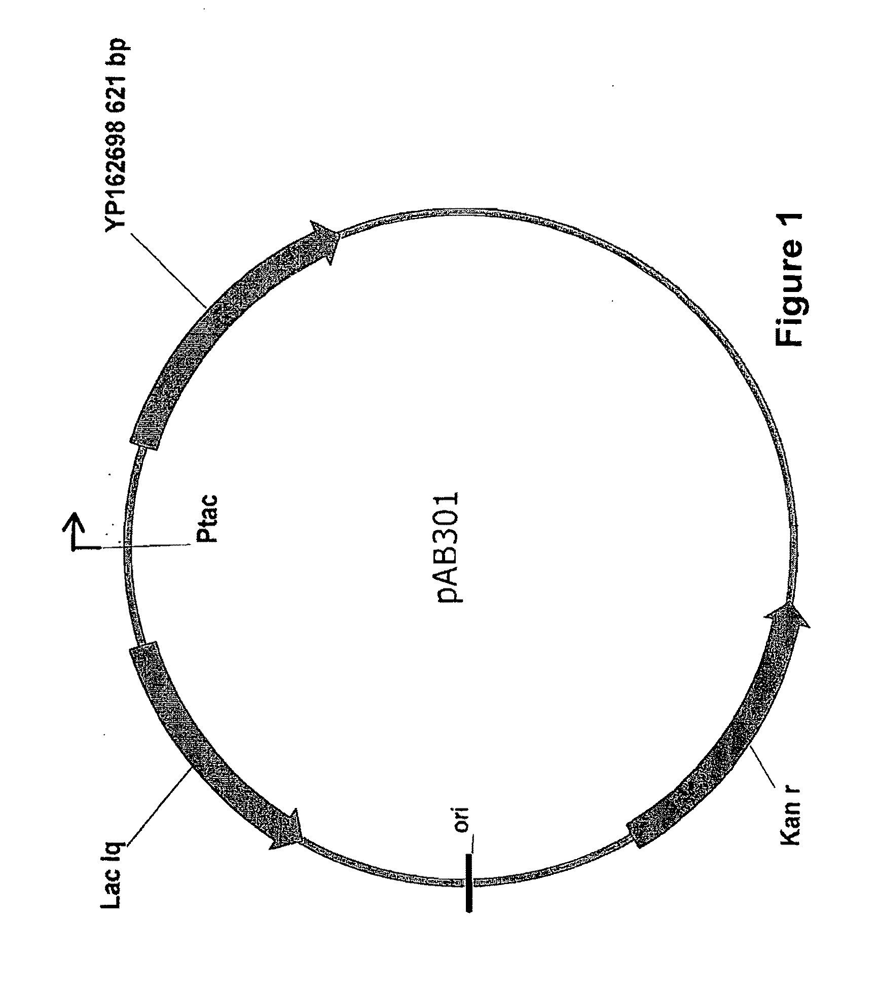 Methods of Disrupting Quorum Sensing to Affect Microbial Population Cell Density