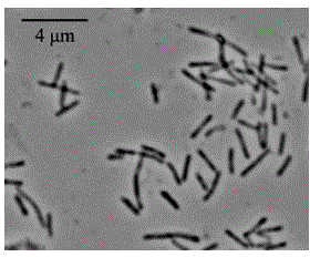 Sorangiumcellulosum strain and application thereof to synthesis of epothilone