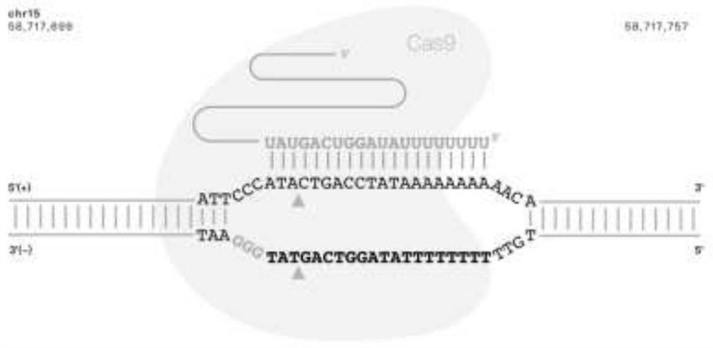 AD cell model established based on CRISPR/Cas9 gene editing technology as well as construction method and application of AD cell model