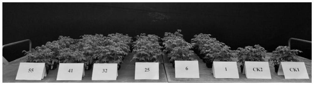 Plant probiotic flora constructed by beneficial bacterium mutant strain and application of plant probiotic flora