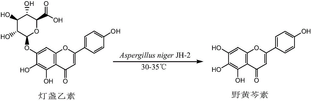 Method for preparing scutellarein through biological transformation of scutellarin