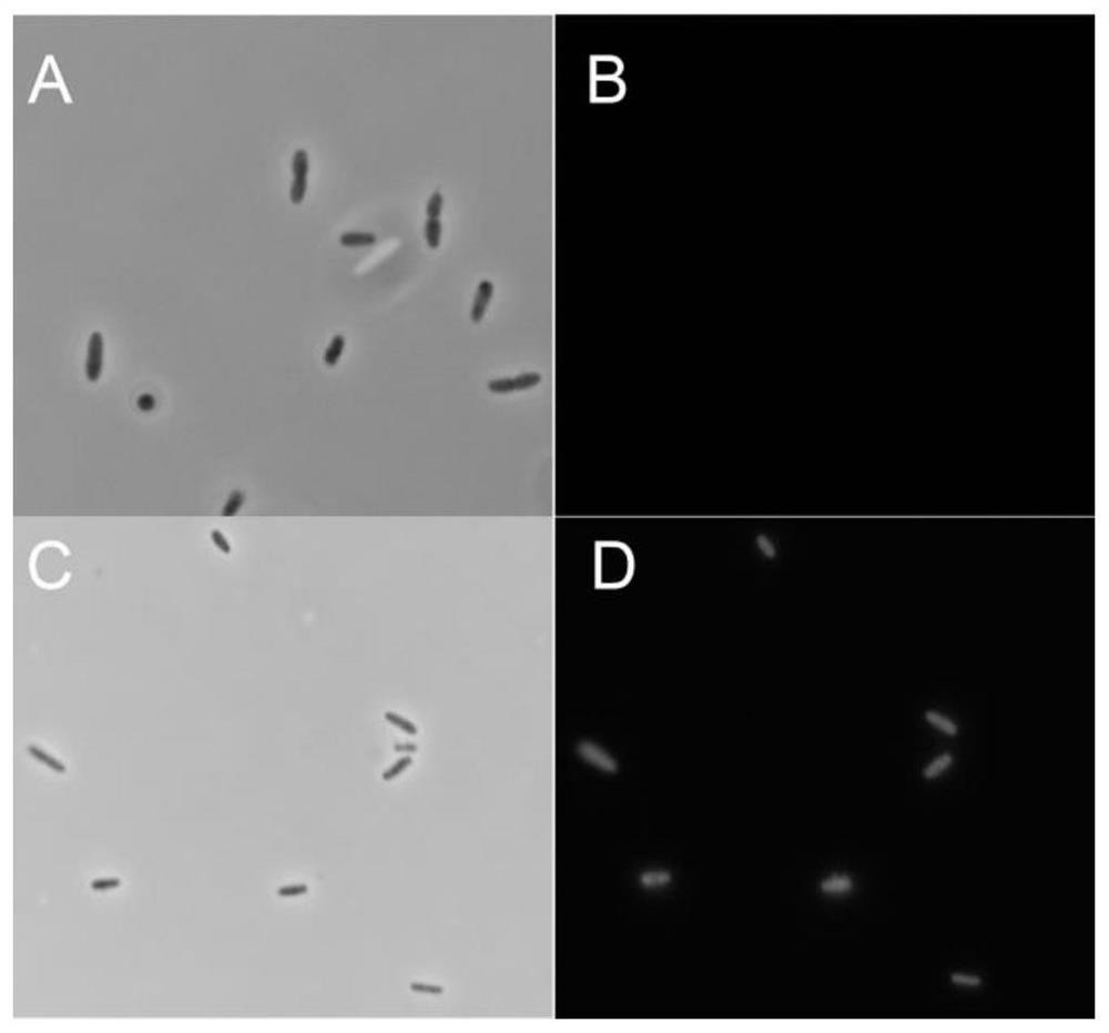 Gluconobacter oxidans shuttle vector for gene expression