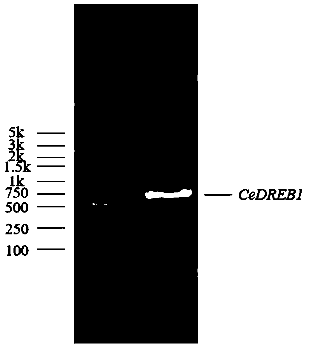 Casuarina equisetifolia gene CeDREB1 and application thereof
