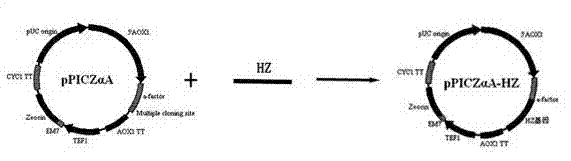 Optimized high-activity human lysozyme gene as well as expression vectors and applications thereof