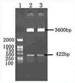 Optimized high-activity human lysozyme gene as well as expression vectors and applications thereof