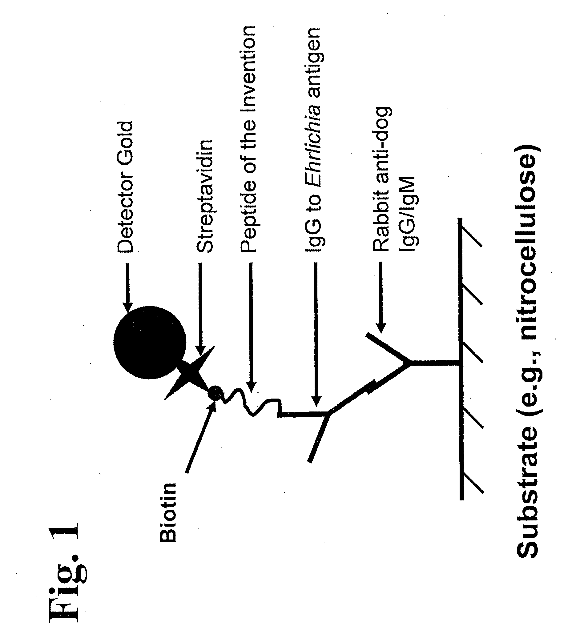Peptides, devices, and methods for the detection of ehrlichia antibodies
