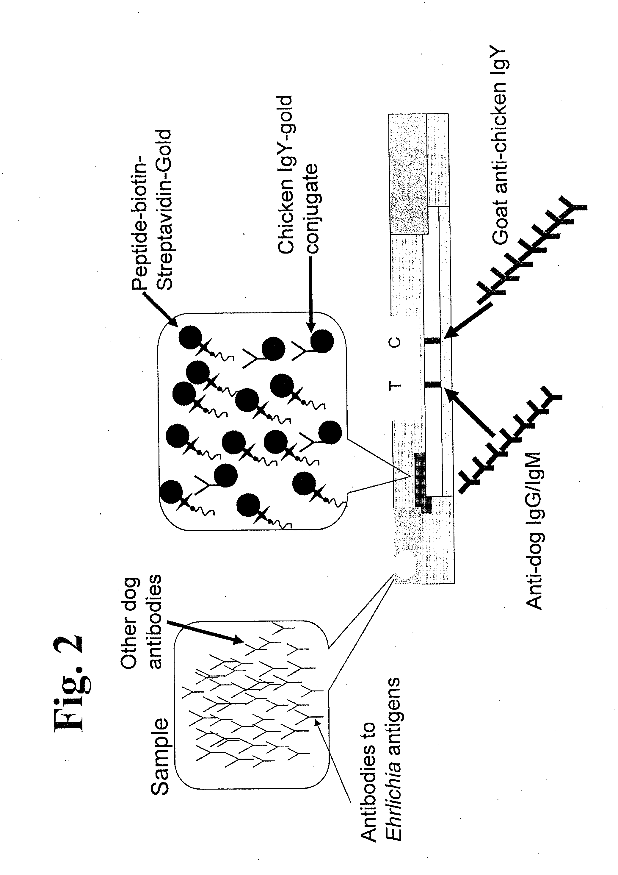 Peptides, devices, and methods for the detection of ehrlichia antibodies