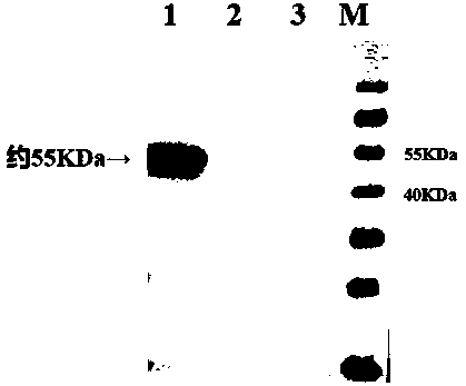 Construction method of recombinant baculovirus for expressing serotype-4 fowl adenovirus fiber protein F1