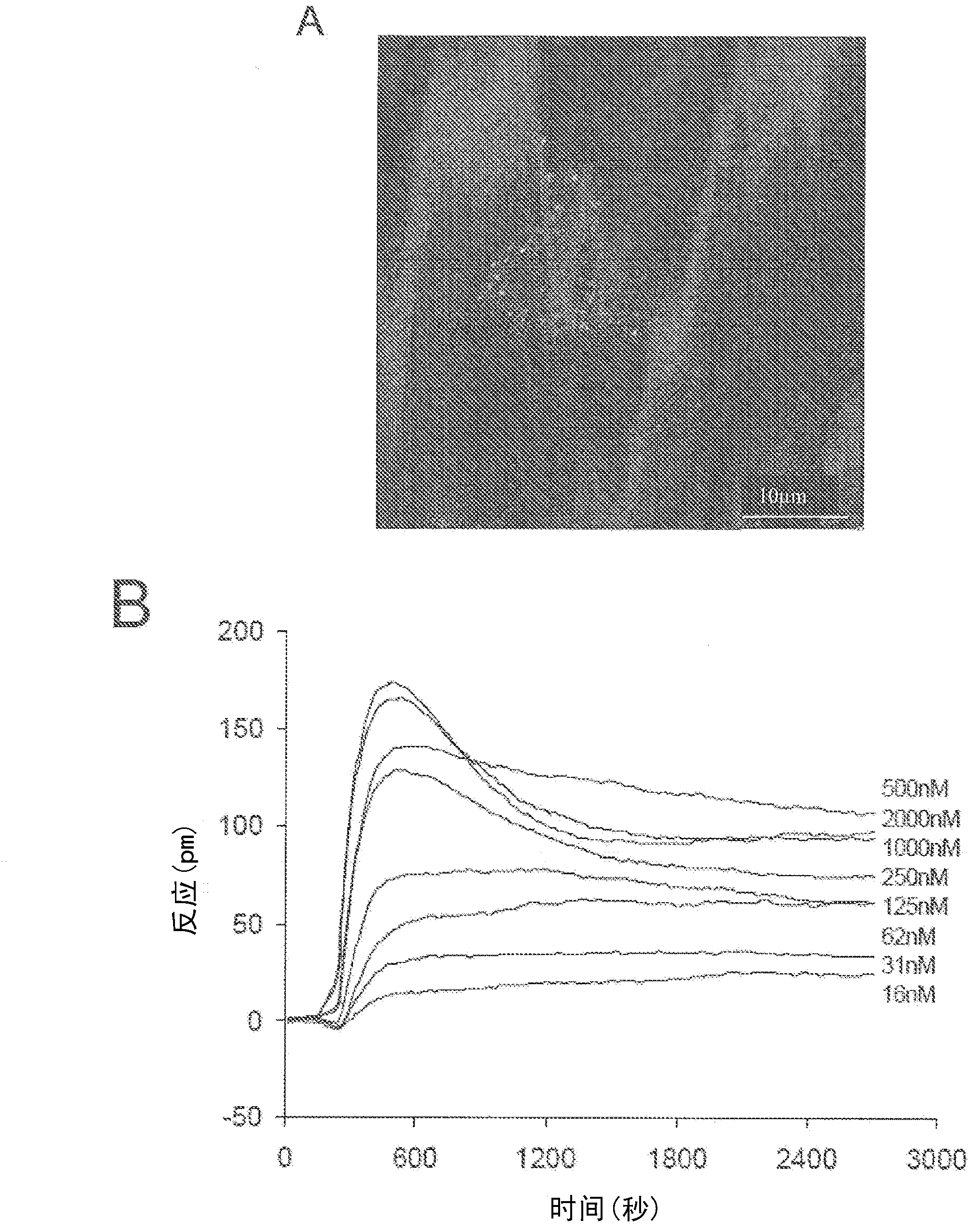 Compositions and methods for the treatment of pathological condition(s) related to GPR35 and/or GPR35-HERG complex