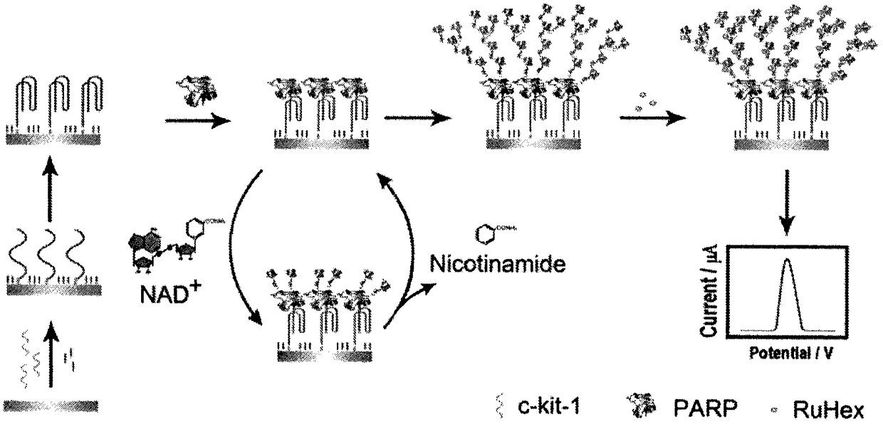 A detection method for polyadenosine diphosphate-ribose polymerase