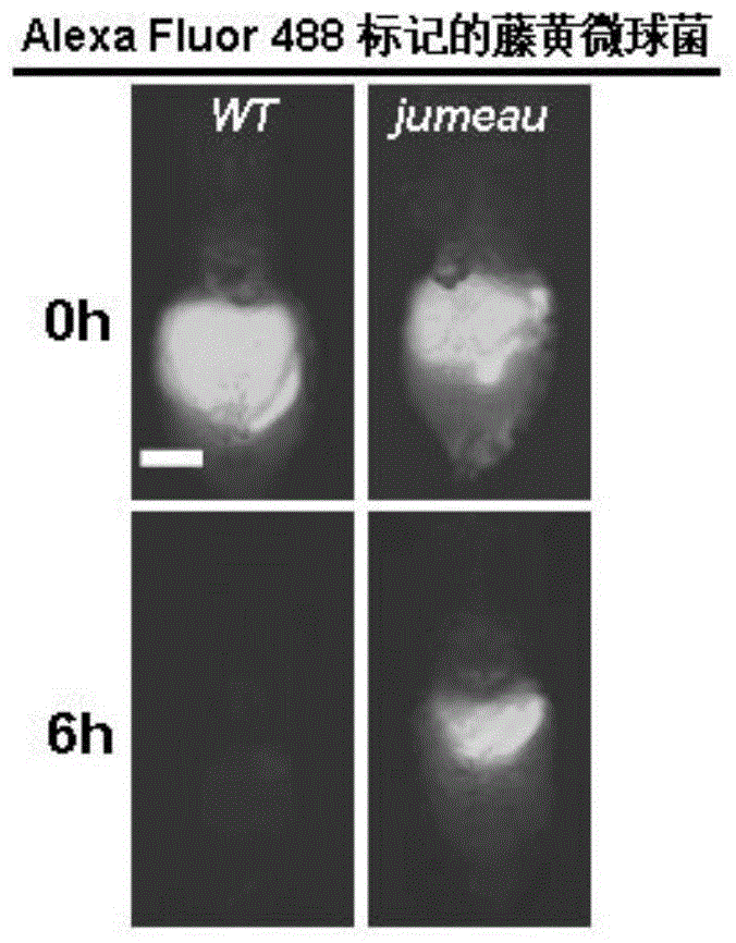Method for screening related genes of fruit fly intestinal immunity