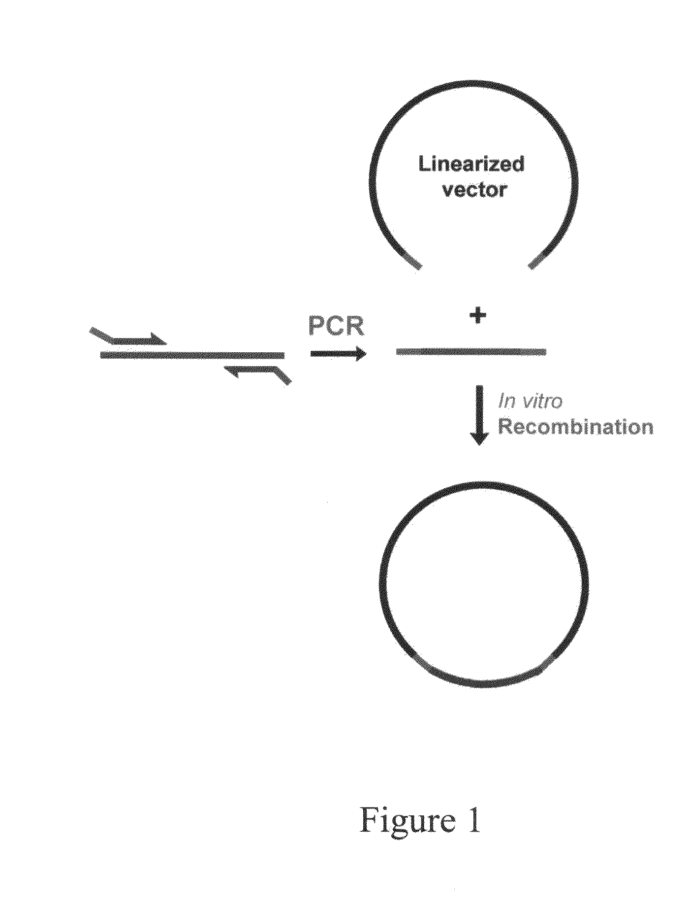 Homologous recombination-based DNA cloning methods and compositions