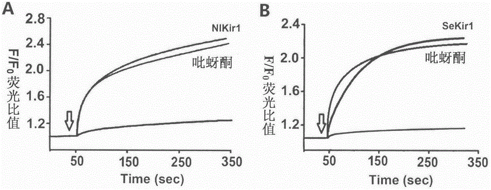 High-throughput insecticide screening method for targeting insect Kir1 channel and application of high-throughput insecticide screening method