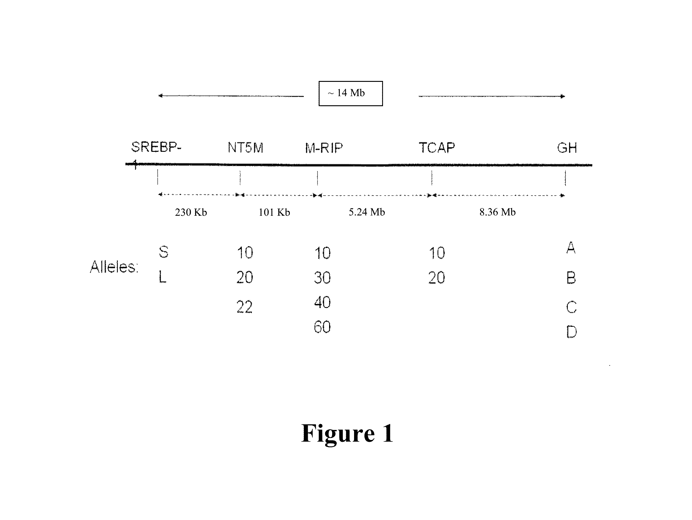 Methods of genotyping livestock