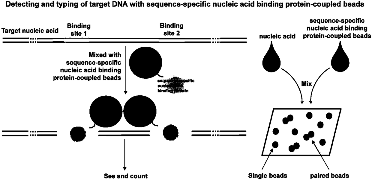 Sequence-specific nuclear acid binding protein based nucleic acid detecting and ribotyping method and application thereof