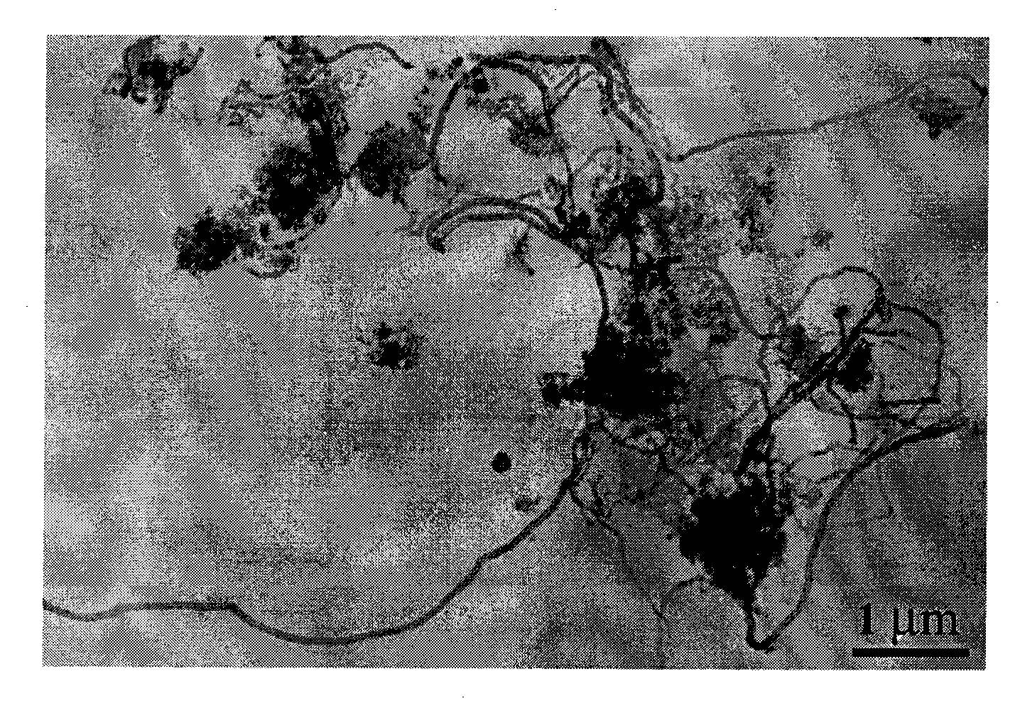 Method for preparing carbonaceous nano tube viscoelastic fluid