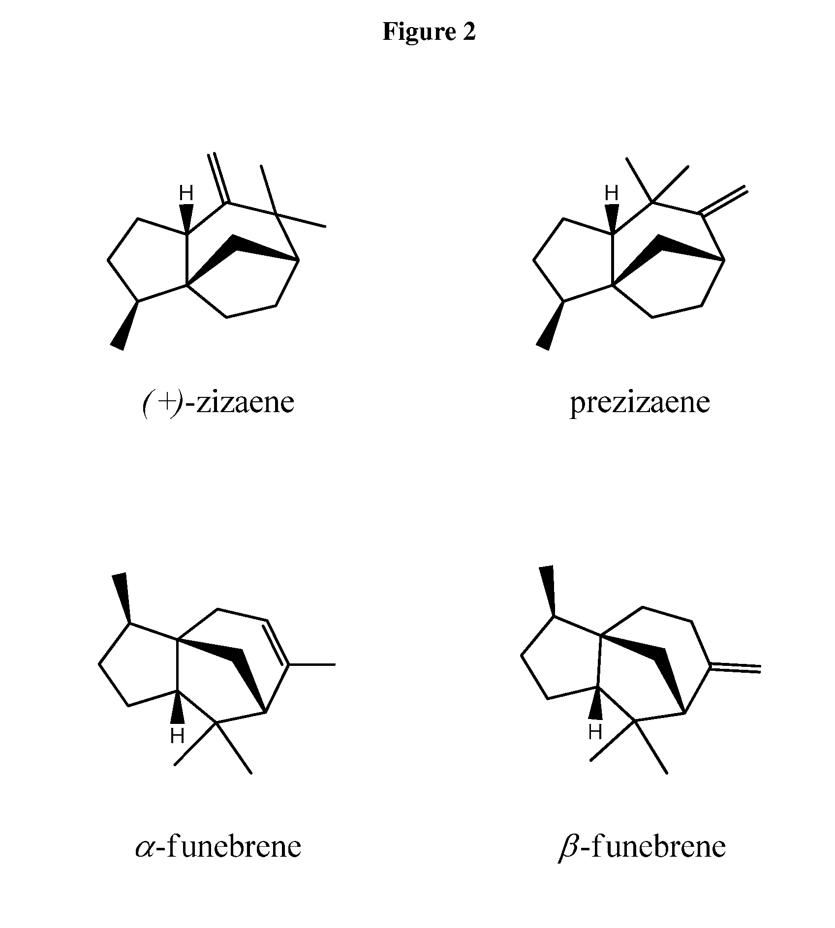 Method for producing (+)-zizaene