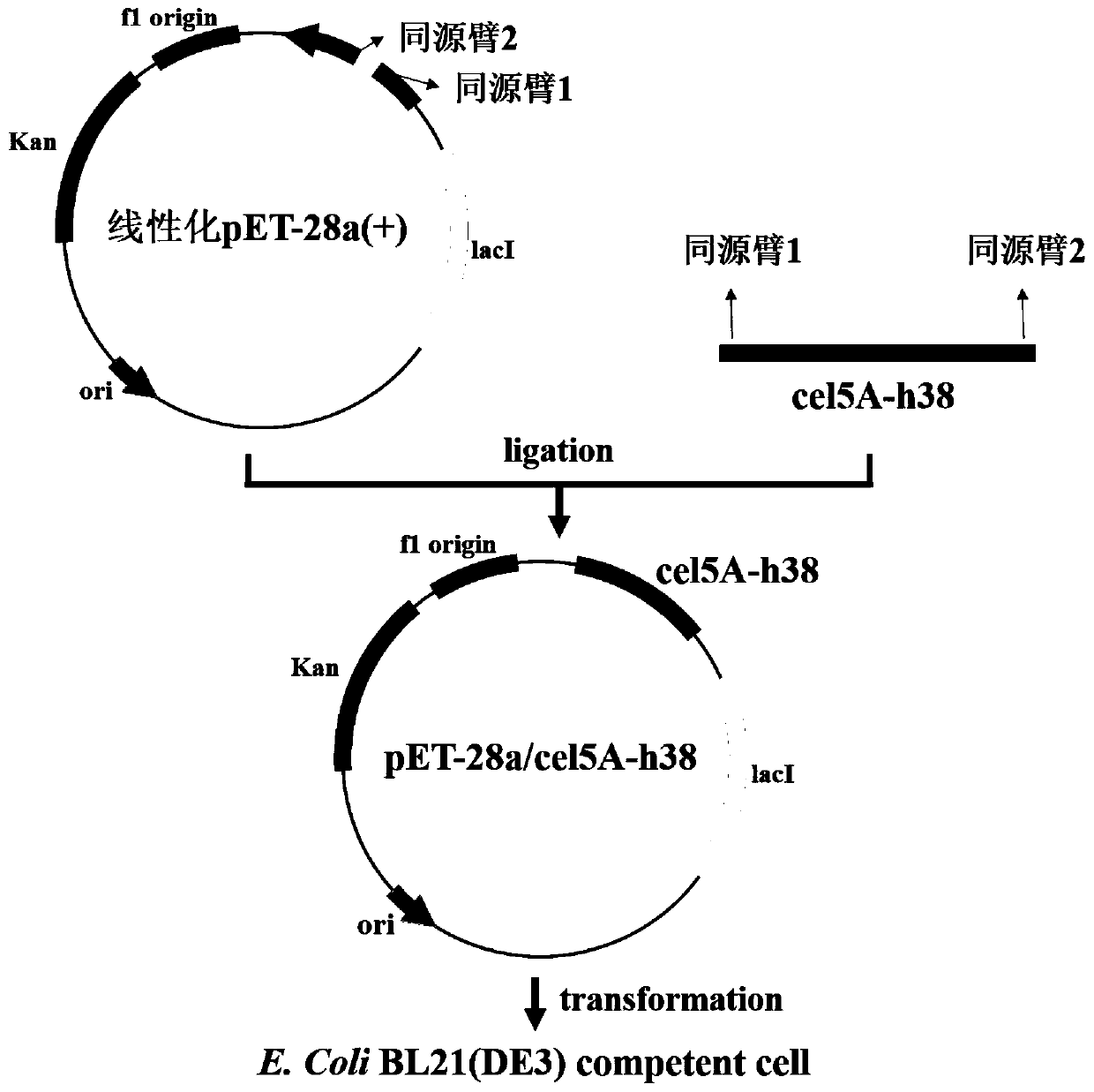 Endoglucanase, its coding gene cel5a-h38 and its application