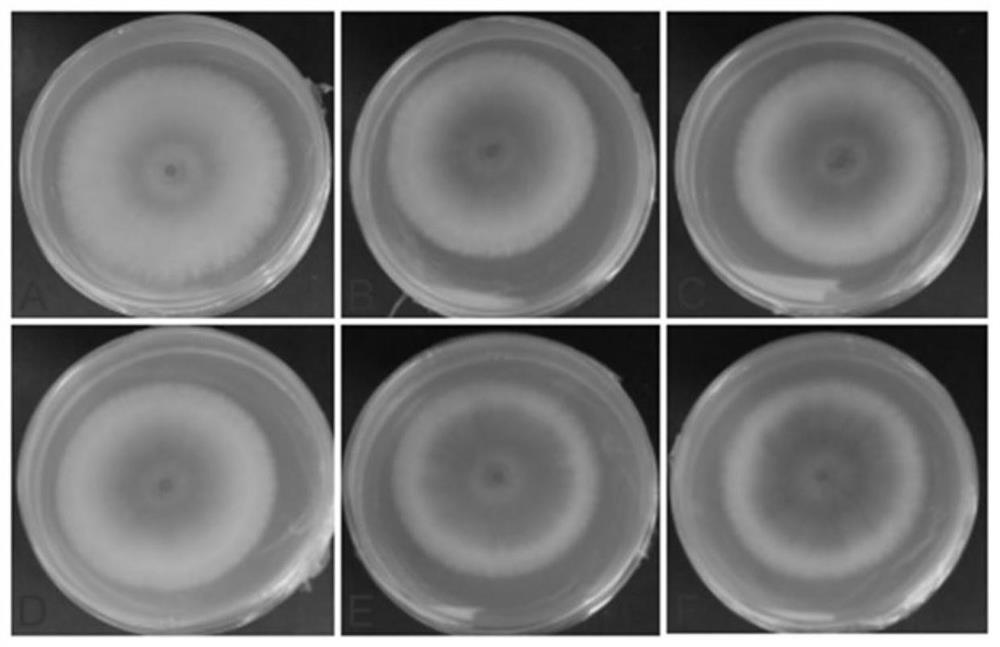 A nano drug preparation and its application in the prevention and control of banana wilt