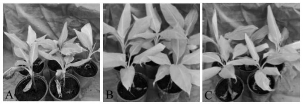 A nano drug preparation and its application in the prevention and control of banana wilt