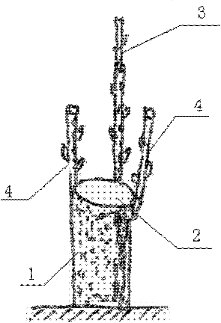 Grafting and tree form reshaping method of three-branch inarching of closed apple orchard