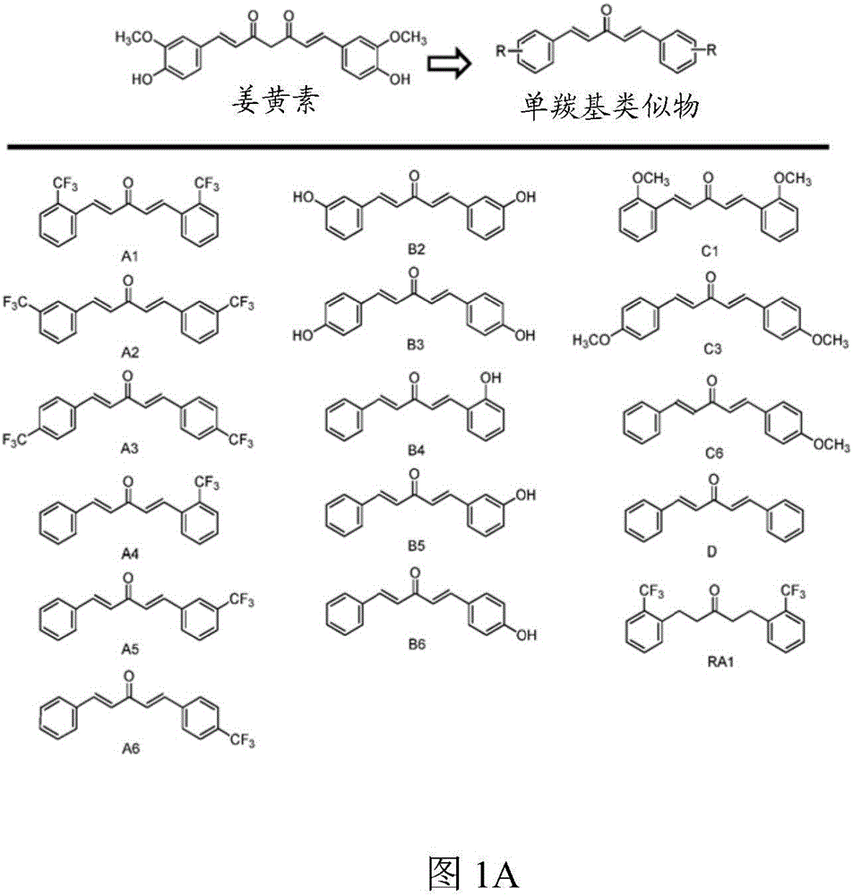 MTOR-independent activator of TFEB for autophagy enhancement and uses thereof