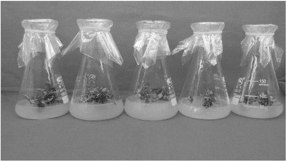 A method for micropropagation of Wutun Yang