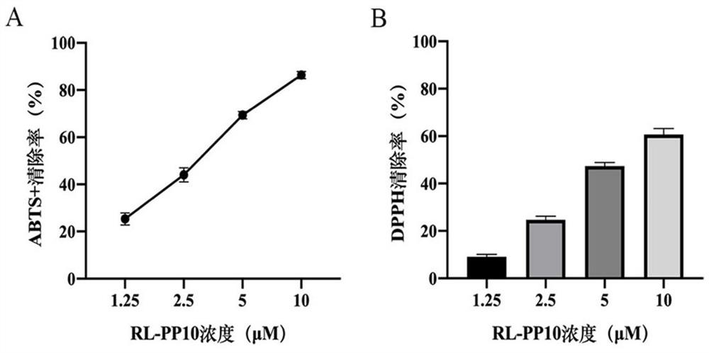 Polypeptide RL-PP10 capable of resisting oxidative damage and protecting skin and application thereof