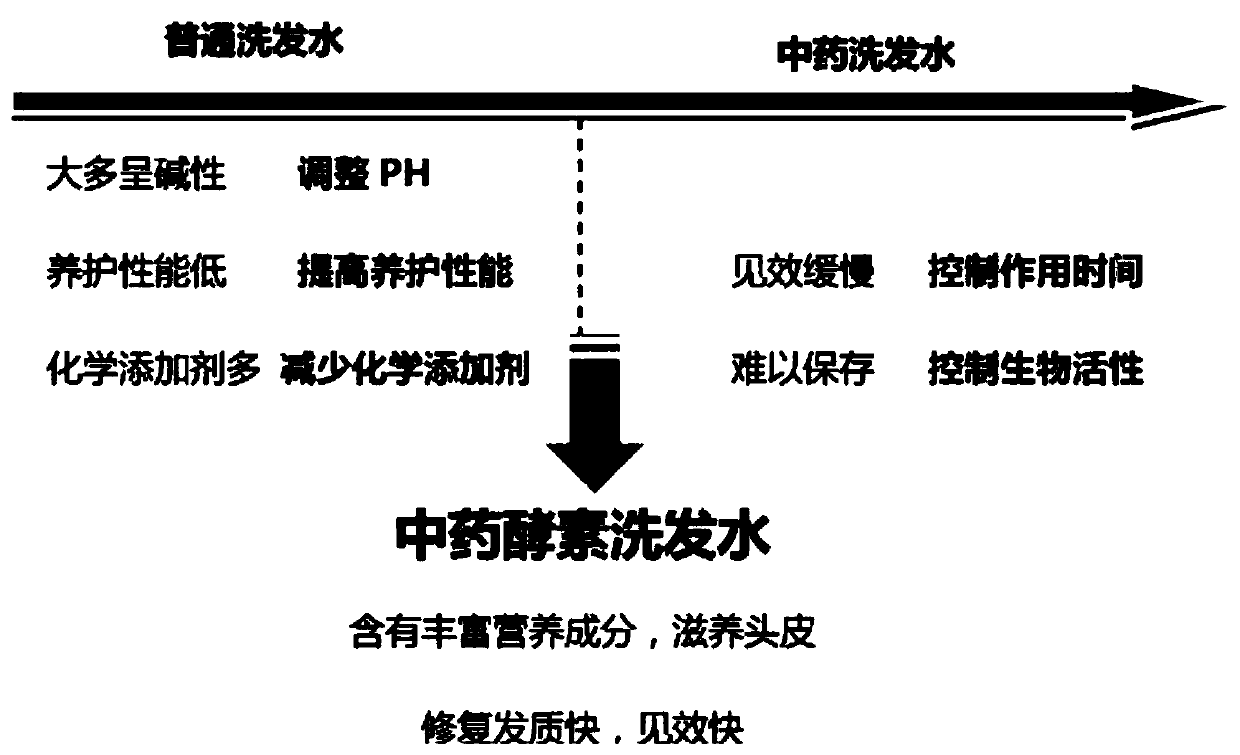 Shampoo based on traditional Chinese medicine enzymes and preparation method thereof