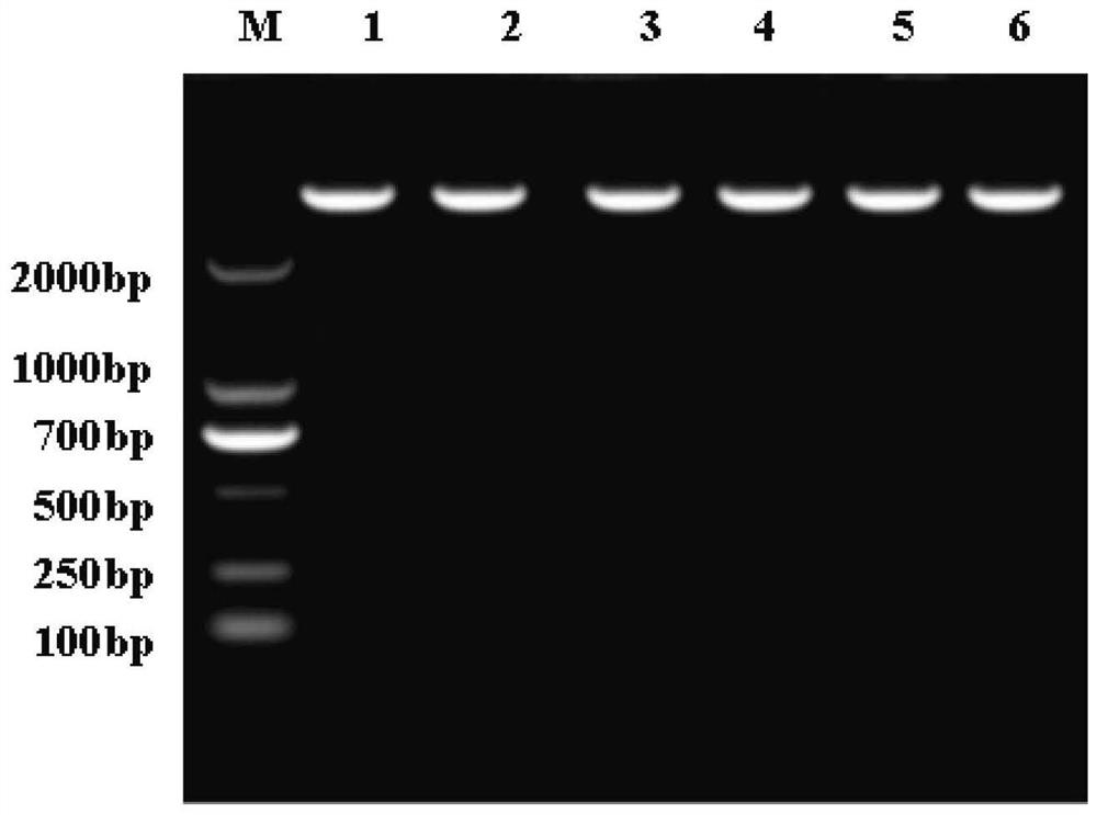 Molecular markers related to cashmere fineness traits and their detection primers and applications