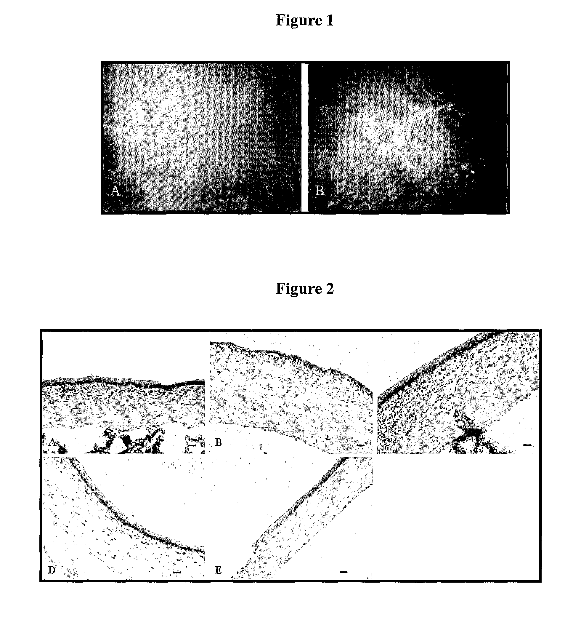 Antisense compounds targeted to connexins and methods of use thereof