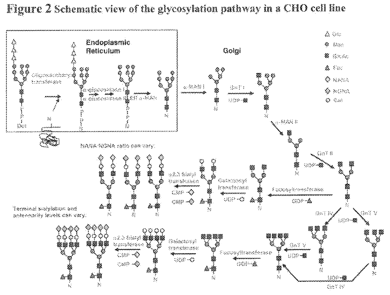 A method for development of recombinant proteins with fingerprint like similarity to the reference product