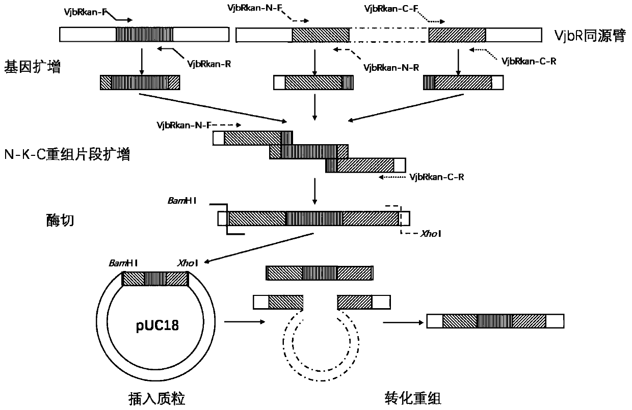 Construction and application of A19 Brucella VjbR deletion mutant strain