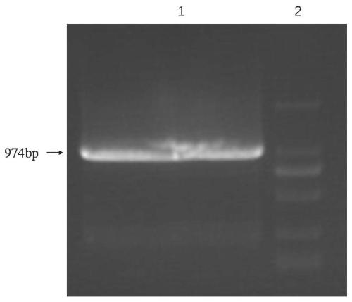 Construction and application of A19 Brucella VjbR deletion mutant strain