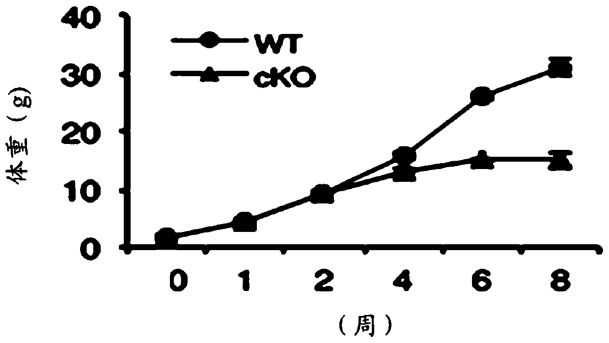 Application of kindlin-2 protein as a target in the preparation of drugs for treating nephritis