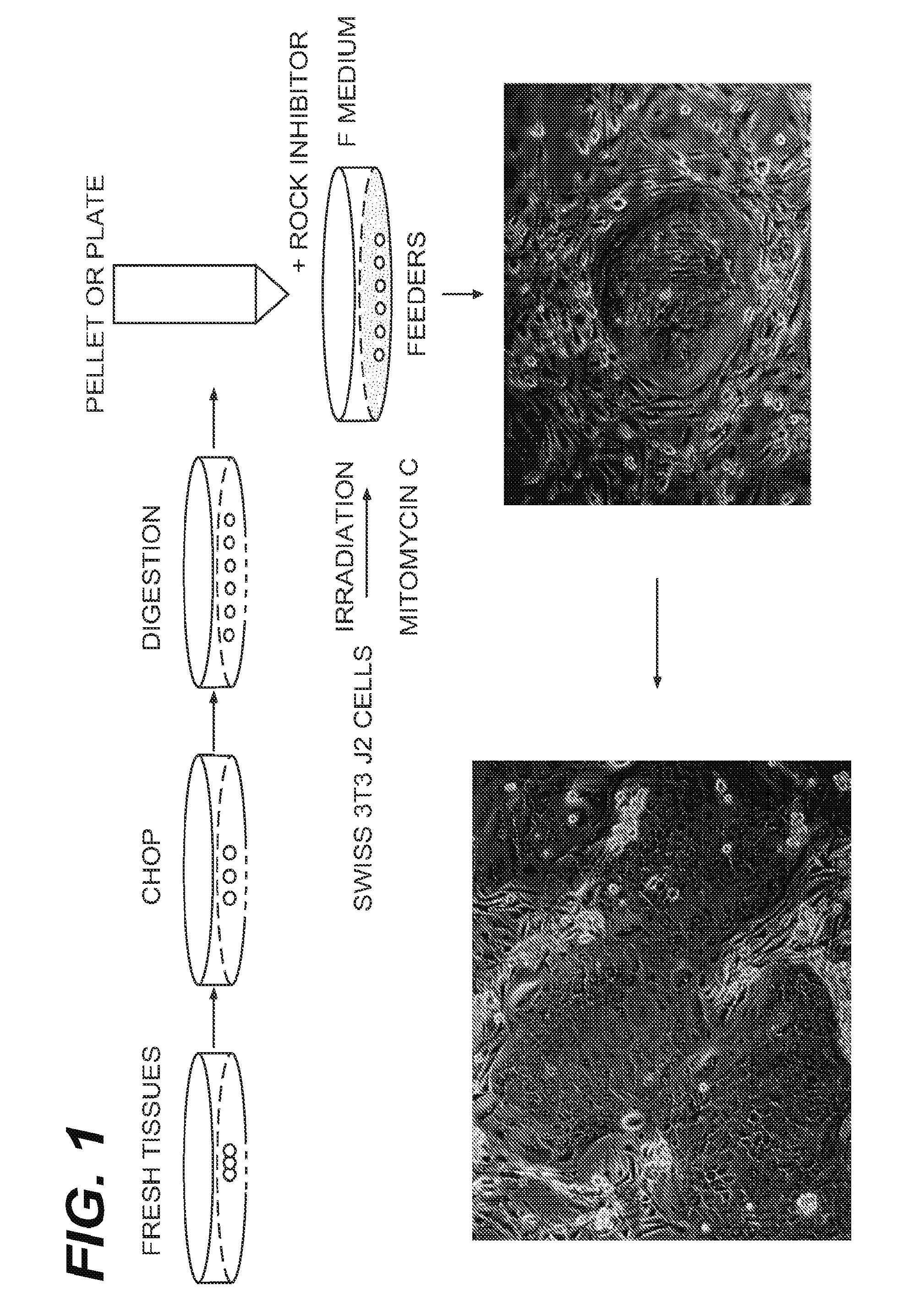 Immortalization of Epithelial Cells and Methods of Use