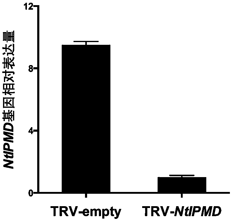 NtIPMD gene affecting differentiation of tobacco axillary bud