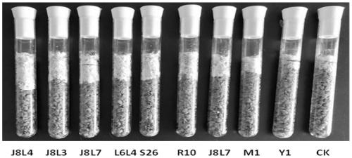 High-temperature-resistance stropharia rugosoannulata strain and application thereof