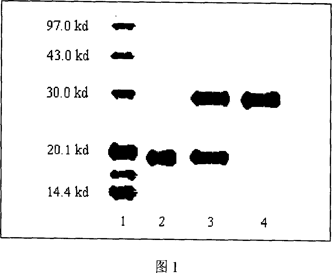 Polyethylene glycol-interferon coupler and its preparation method