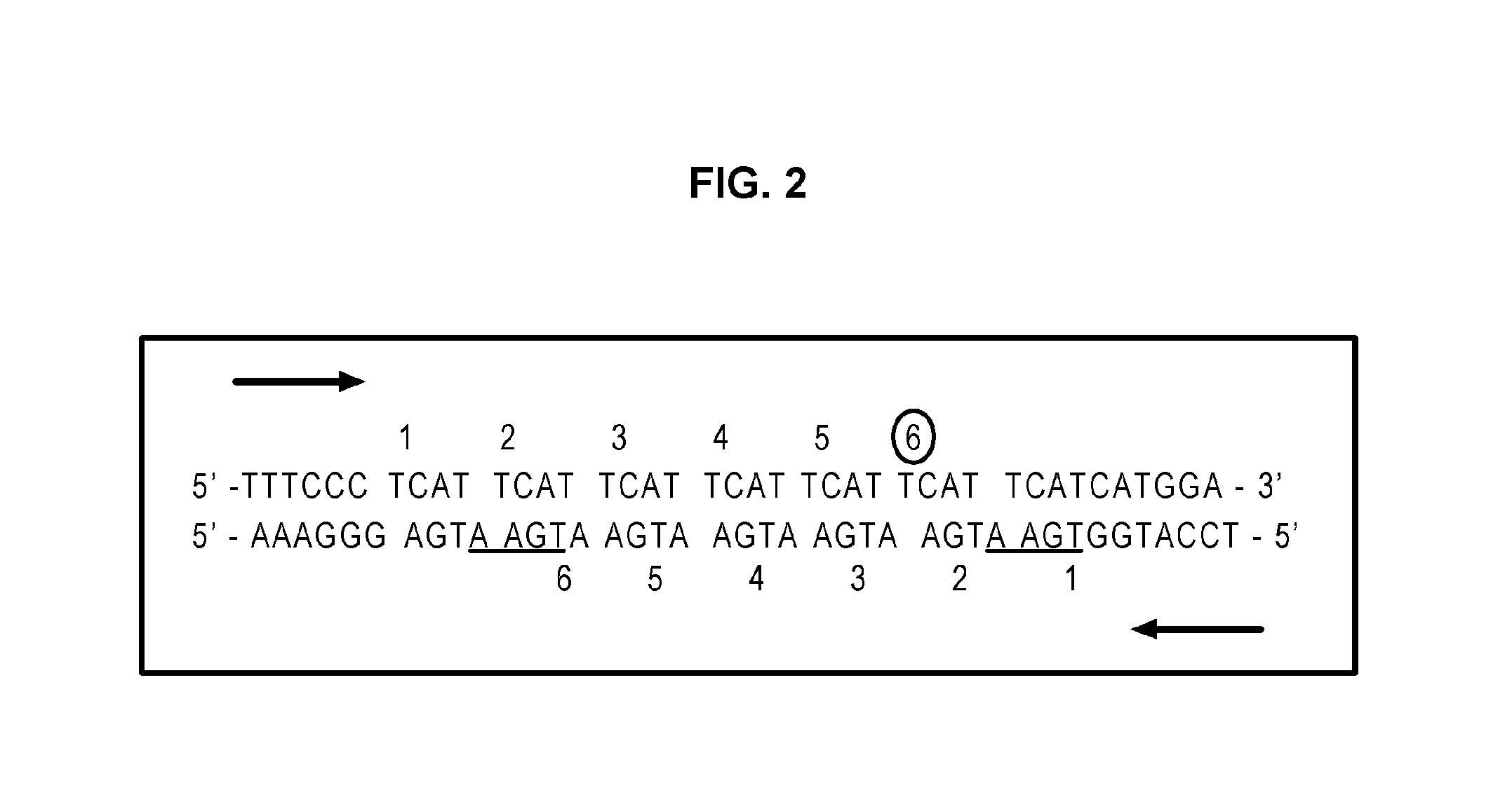 Method of authenticating a user holding a biometric certificate