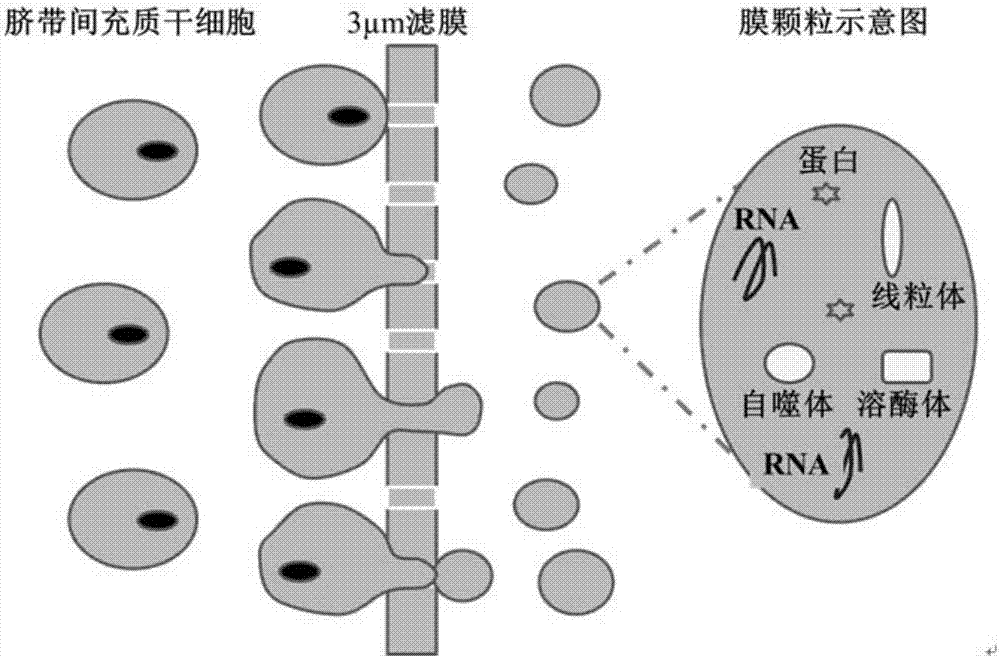 Human umbilical cord mesenchymal stem cell membrane granules, preparation and applications thereof