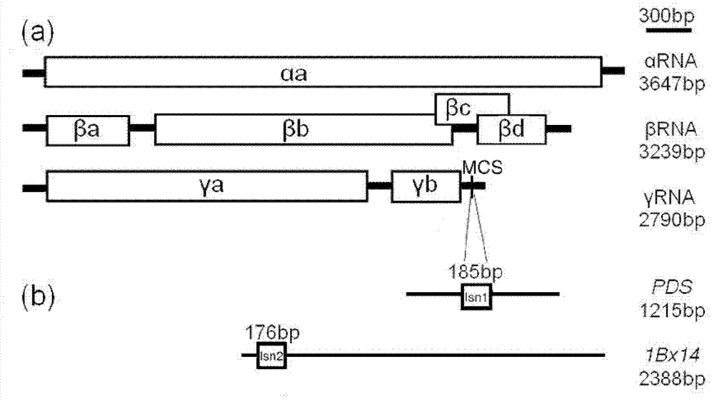 Target gene silencing method for wheatears and grains mediated through recombination barley streak mosaic virus