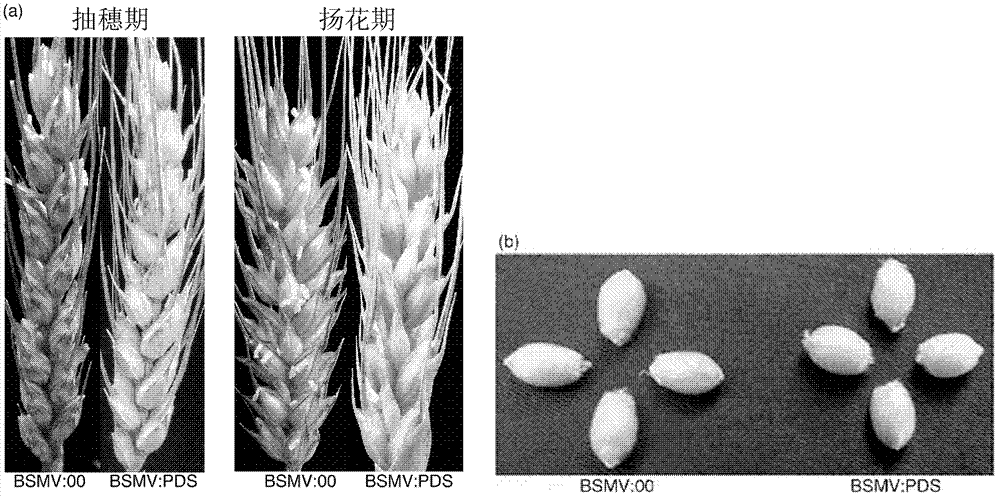 Target gene silencing method for wheatears and grains mediated through recombination barley streak mosaic virus